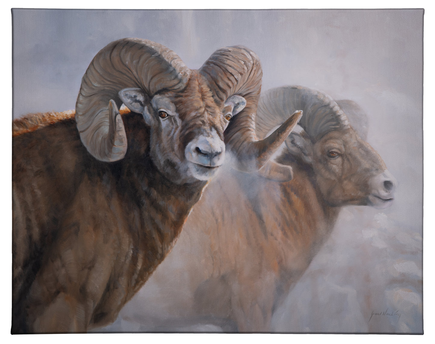 Bighorns in the Mist - 19" x 24" Gallery Wrapped Canvas