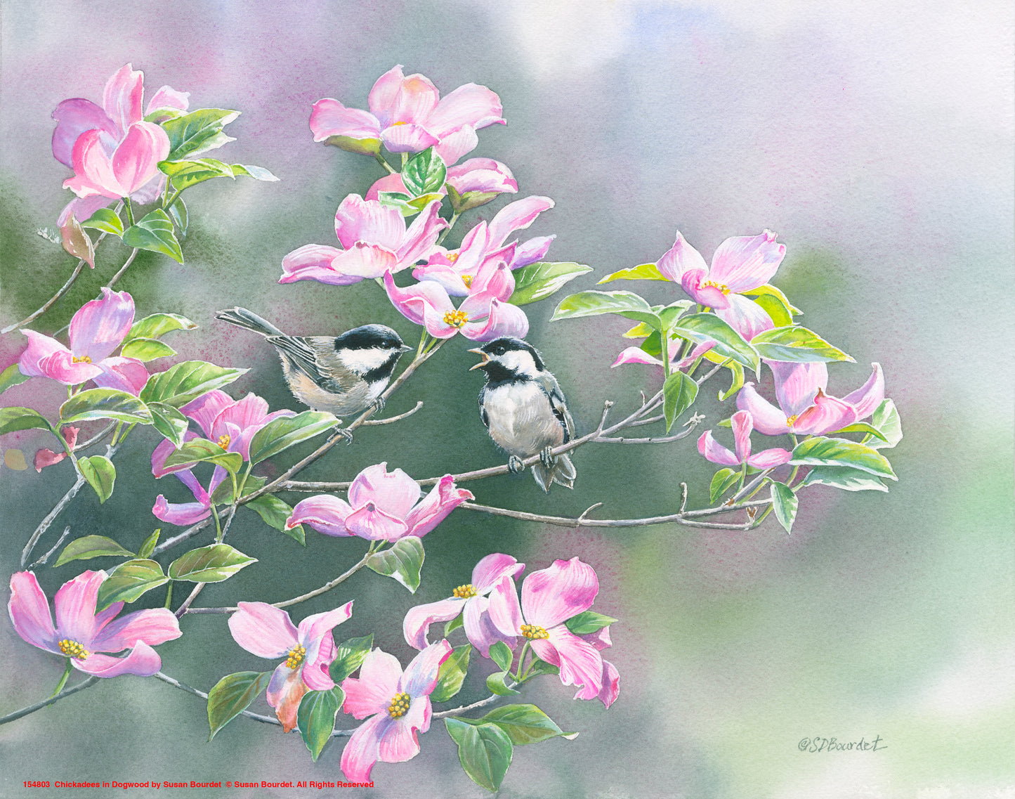 Chickadees in Dogwood - Art Prints