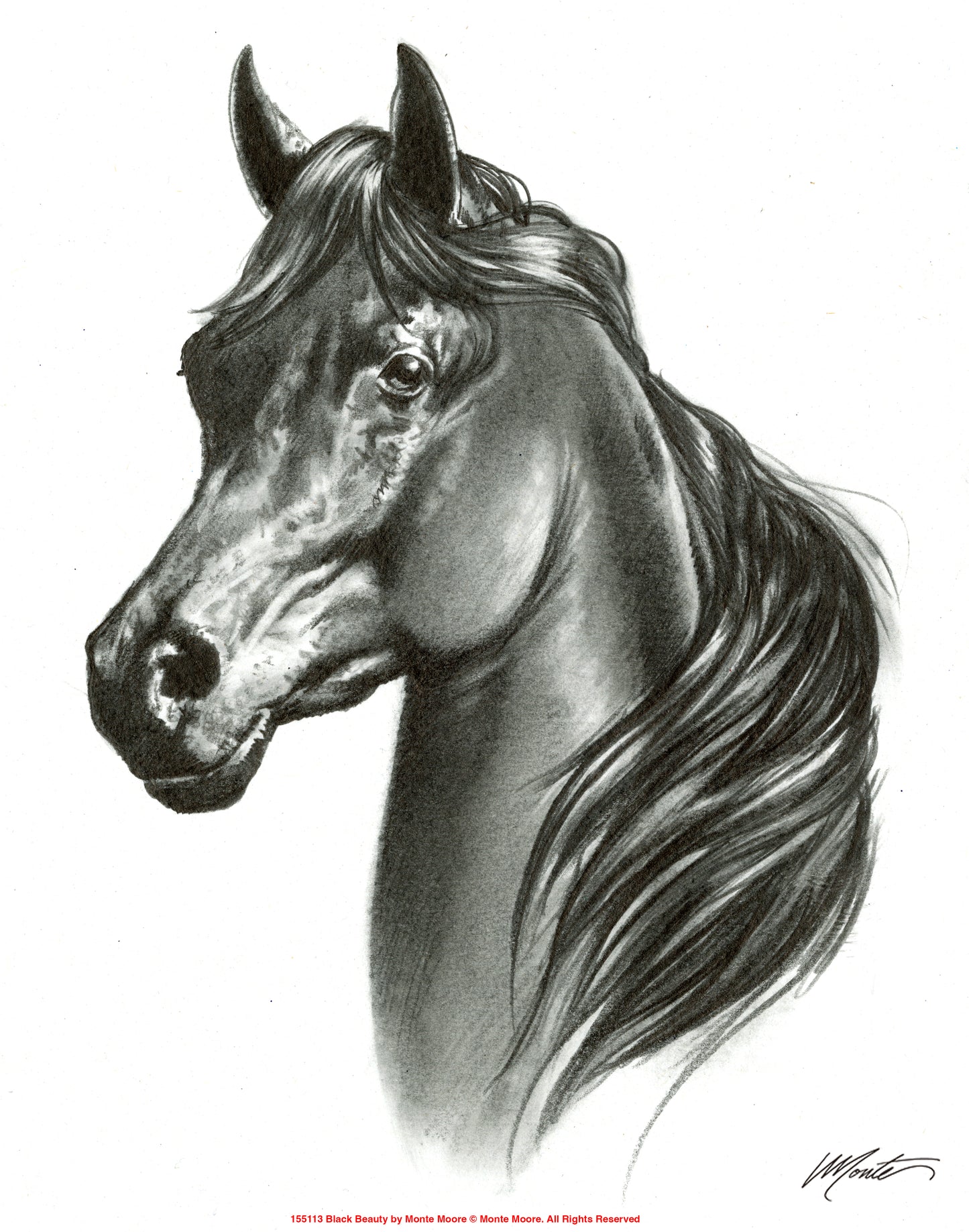 Black Beauty - Art Prints