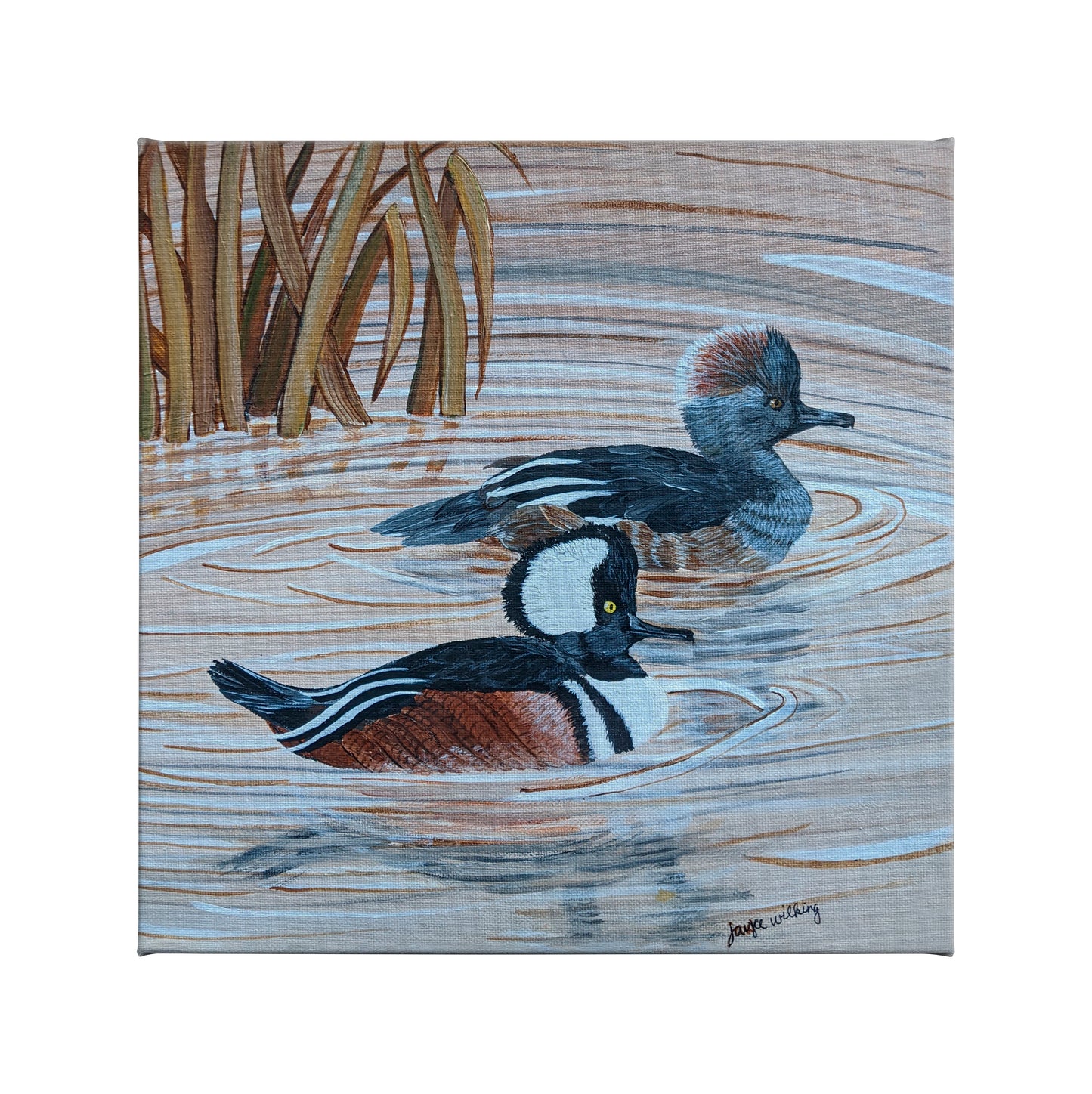 Merganser Hooded Swimming - 14" x 14" Gallery Wrapped Canvas