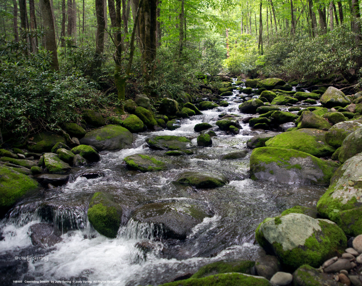 Cascading Stream_Art Prints