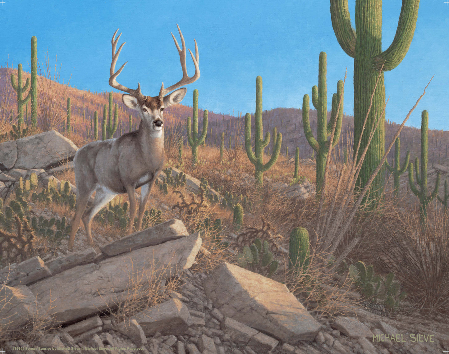 Sonora Sunrise - Mule Deer - Art Prints