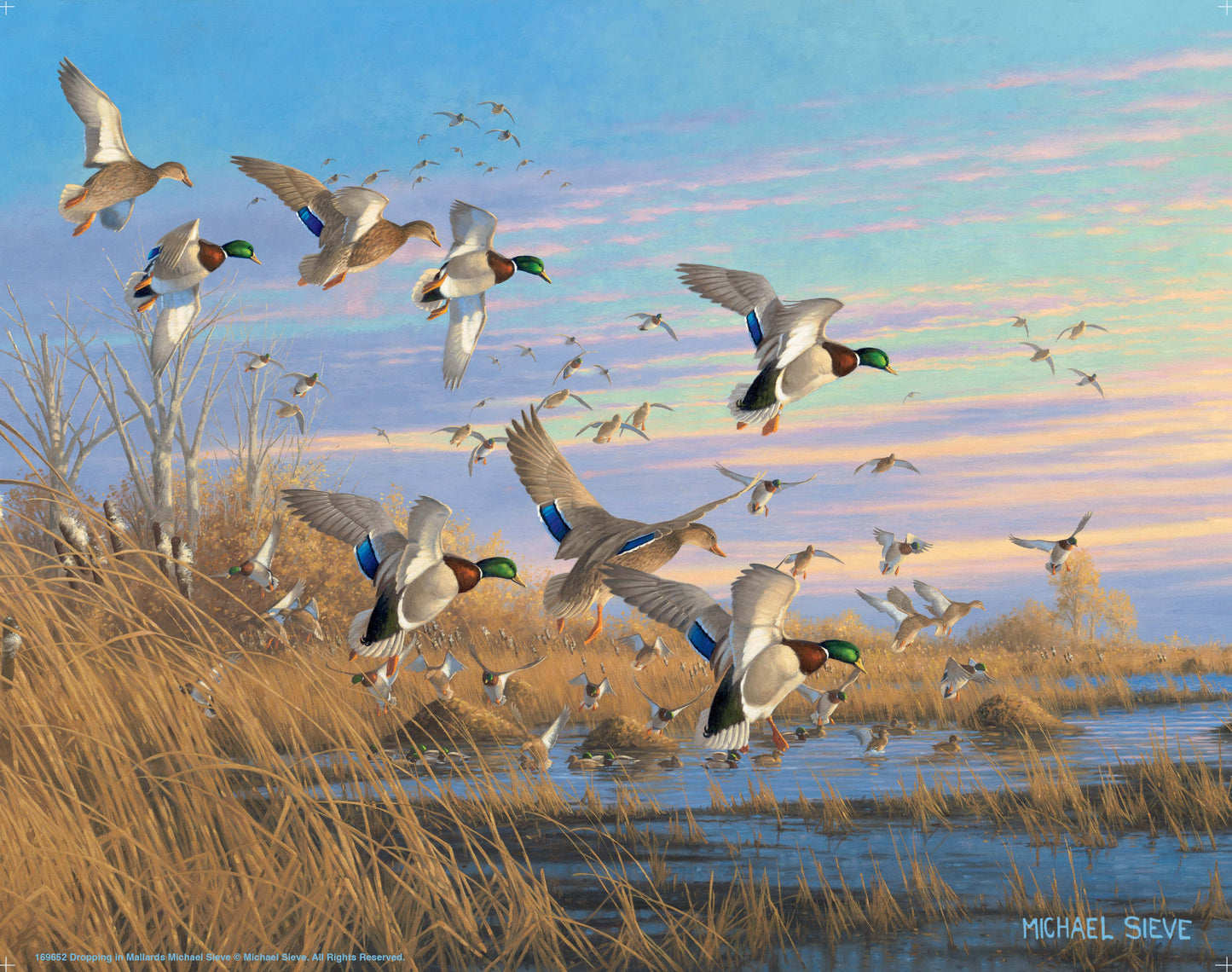 Dropping in Mallards - Art Prints