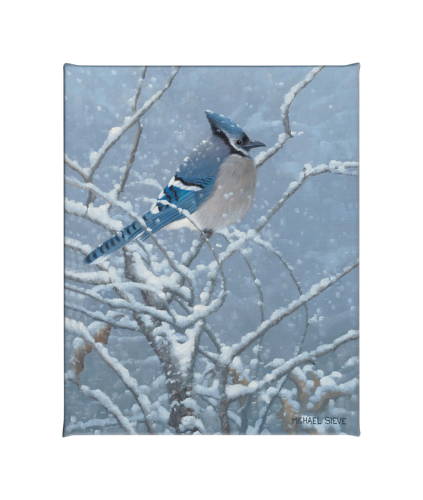 Blue Jay Study - 16" x 20.5" Gallery Wrapped Canvas