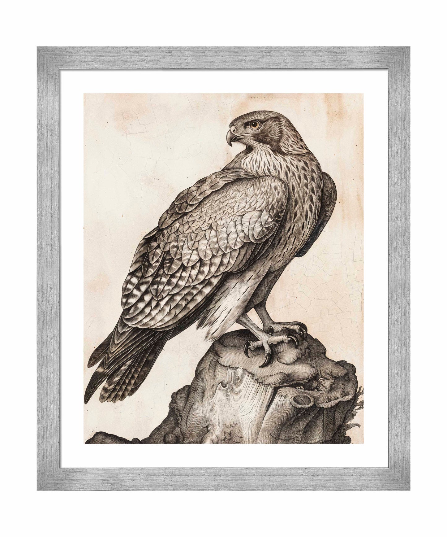 Majestic Sentinel - Hawk - Art Prints