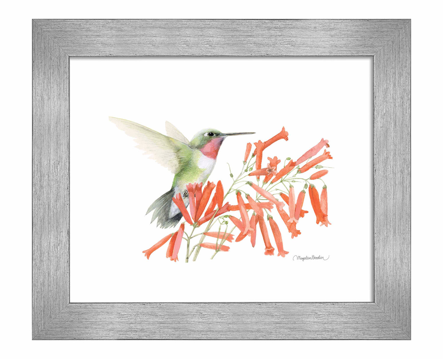 Ruby-throated Hummingbird - Art Prints