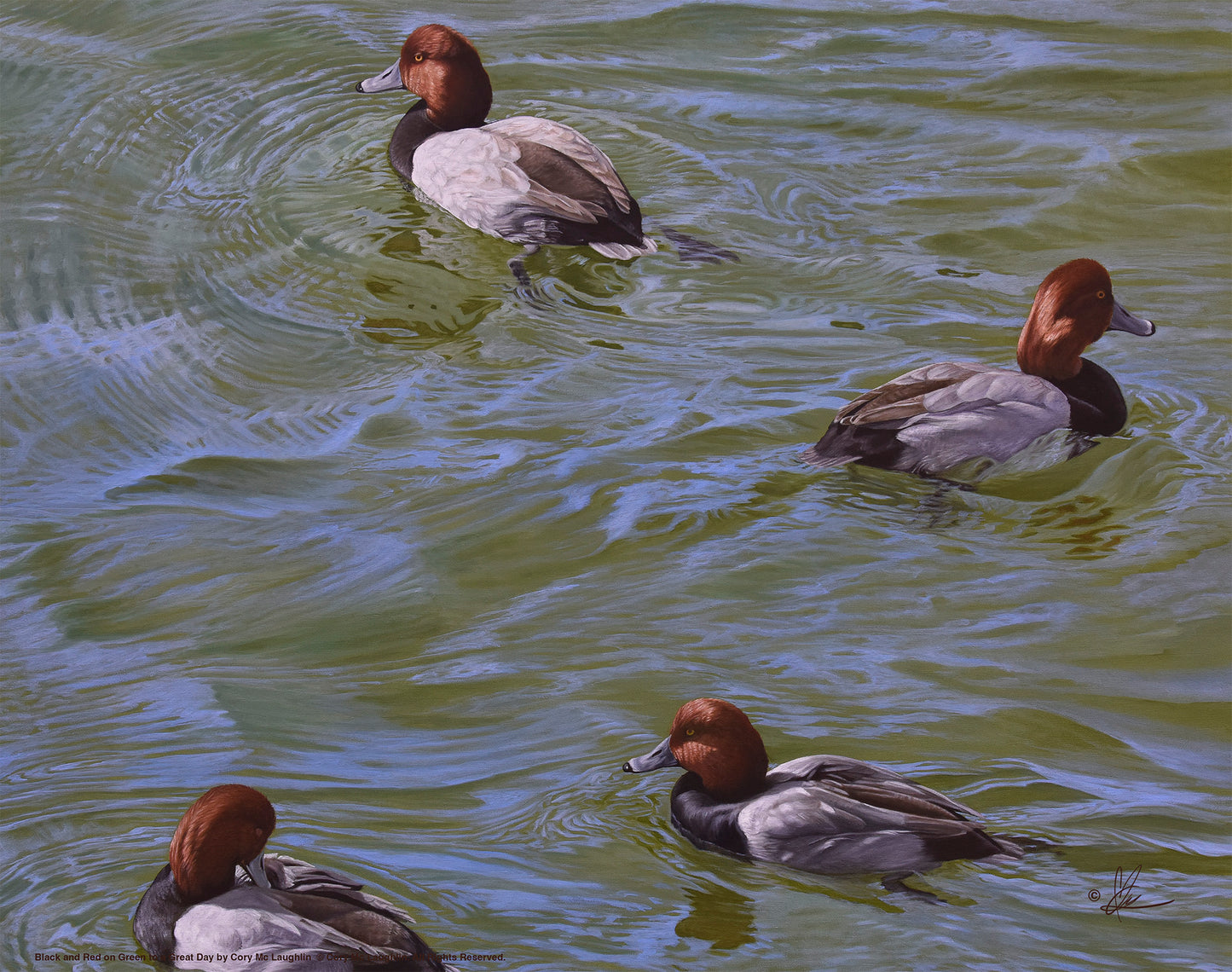 Swimming ducks in the river