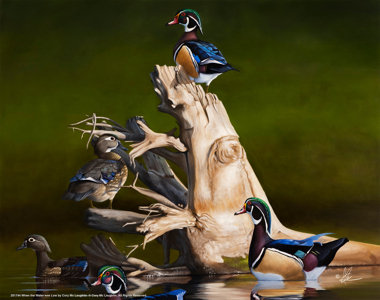 Little birds