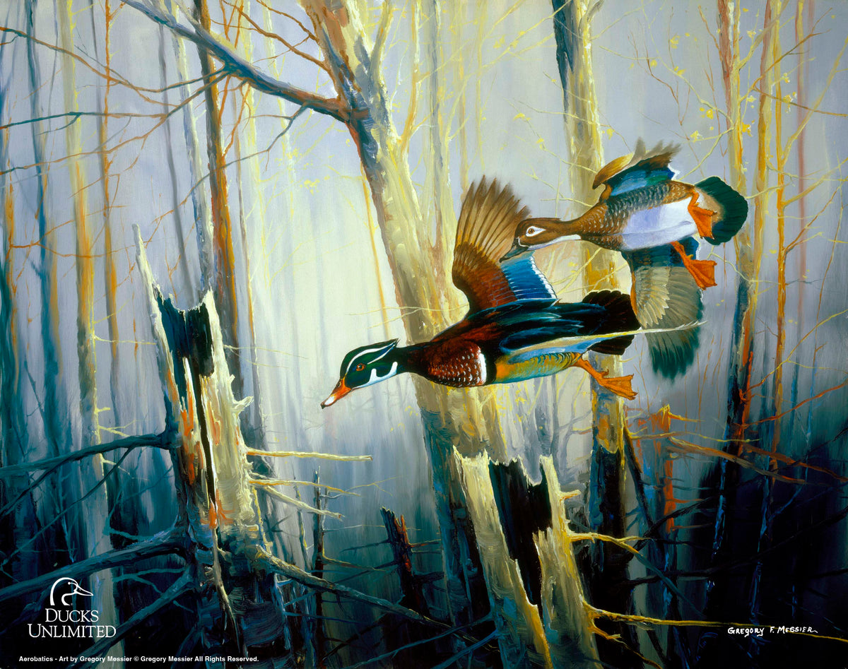 Aerobatics Art Prints - Official Ducks Unlimited Art