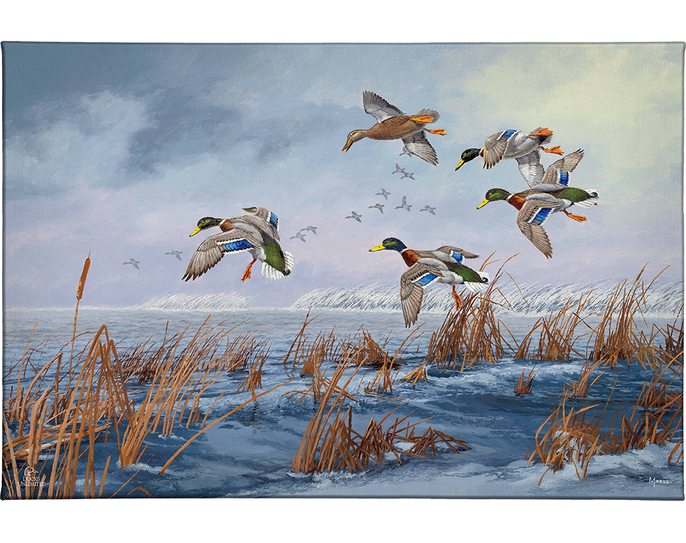After a Passing Squall Gallery Wrapped Canvas - Official Ducks Unlimited