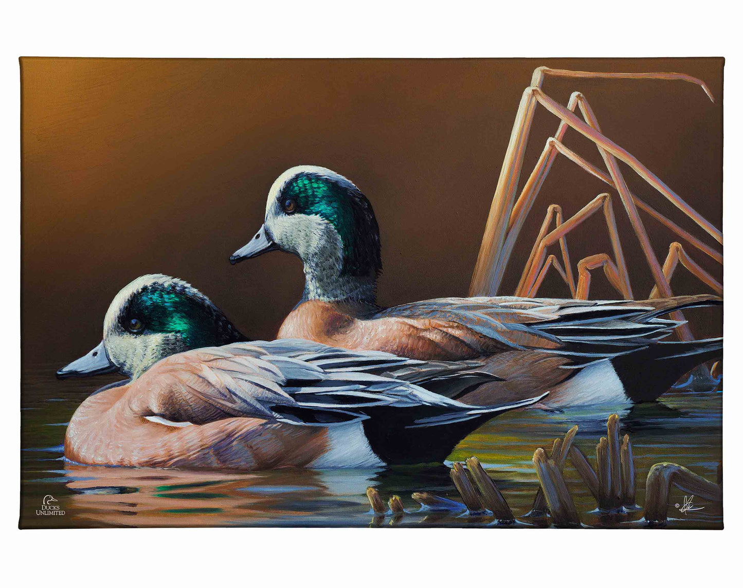 American Widgeon Gallery Wrapped Canvas - Official Ducks Unlimited Art