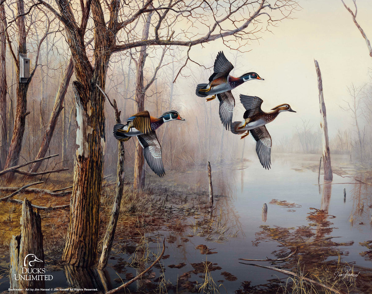 Backwater Art Prints - Official Ducks Unlimited Art