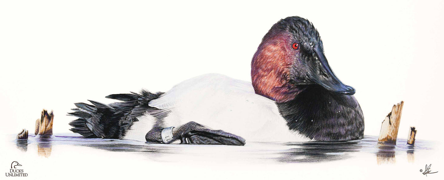 Banded 12" x 30" Wood Sign - Official Ducks Unlimited Art