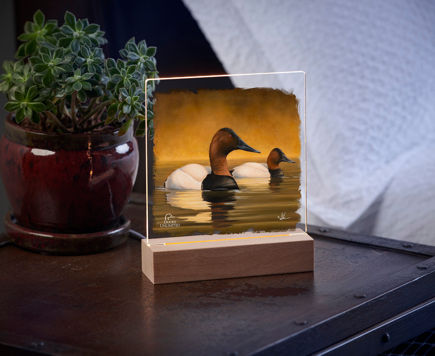 Canvas Back 6.37" x 6" Acrylic Nightlight - Official Ducks Unlimited Art