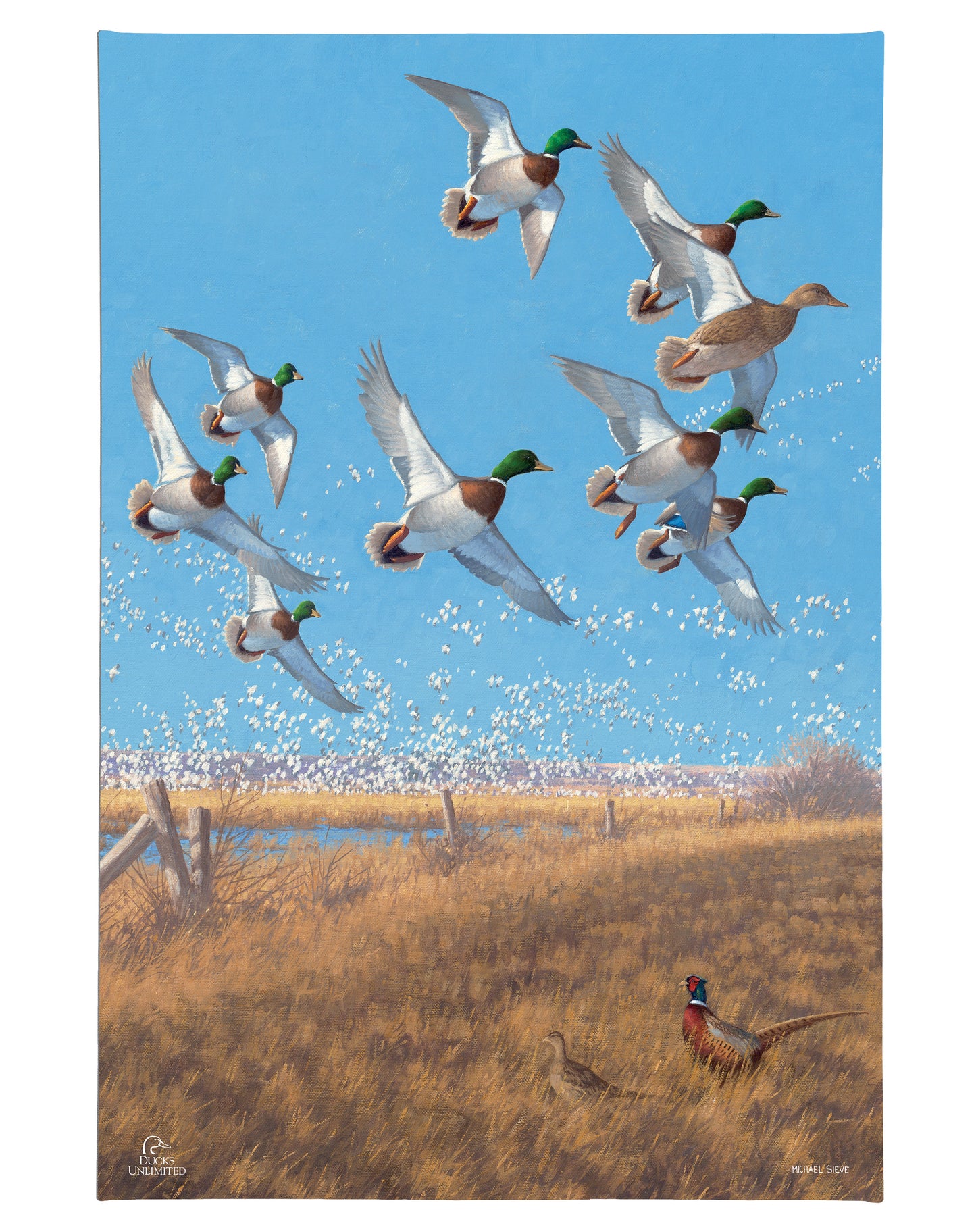 Courtship Flight - Mallard Gallery Wrapped Canvas - Official Ducks Unlimited Art