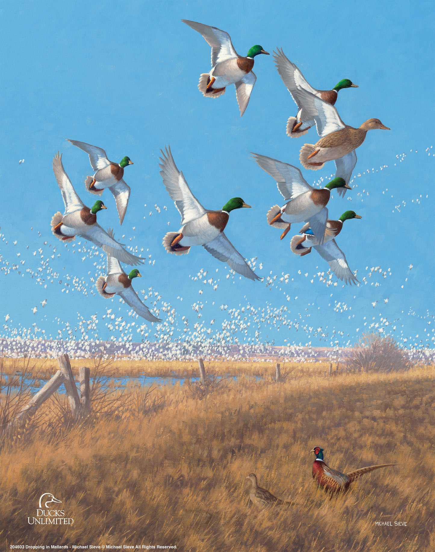 Courtship Flight Mallard Art Prints - Official Ducks Unlimited Art