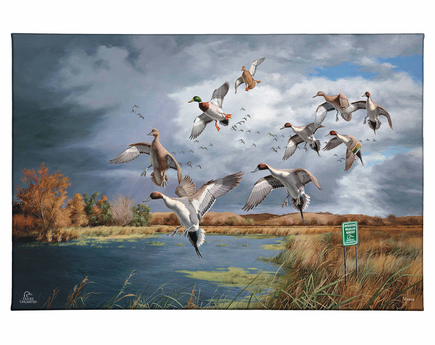 Fruits of Your Labor - Pintails and Mallards Gallery Wrapped Canvas - Official Ducks Unlimited Art