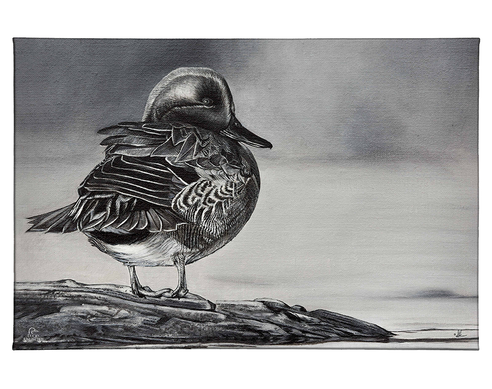 Green Winged Study Gallery Wrapped Canvas - Official Ducks Unlimited Art