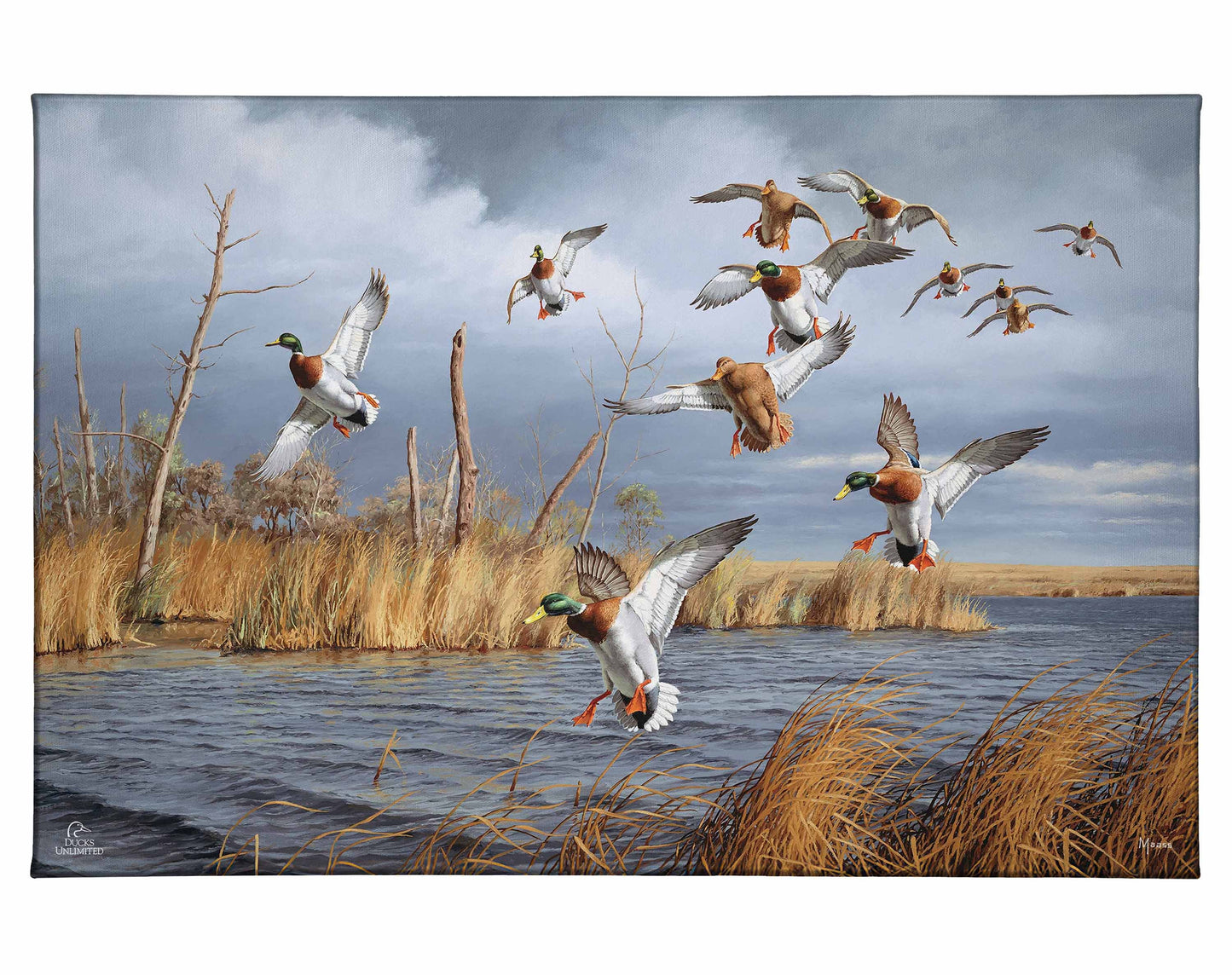 Greenhead Alert - Mallards Gallery Wrapped Canvas - Official Ducks Unlimited Art