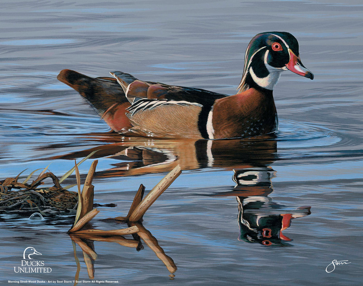 Morning Stroll Art Prints - Official Ducks Unlimited Art