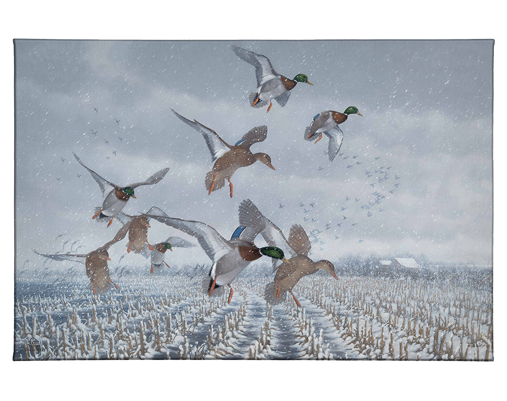Northern Flight - Mallards Gallery Wrapped Canvas - Official Ducks Unlimited Art