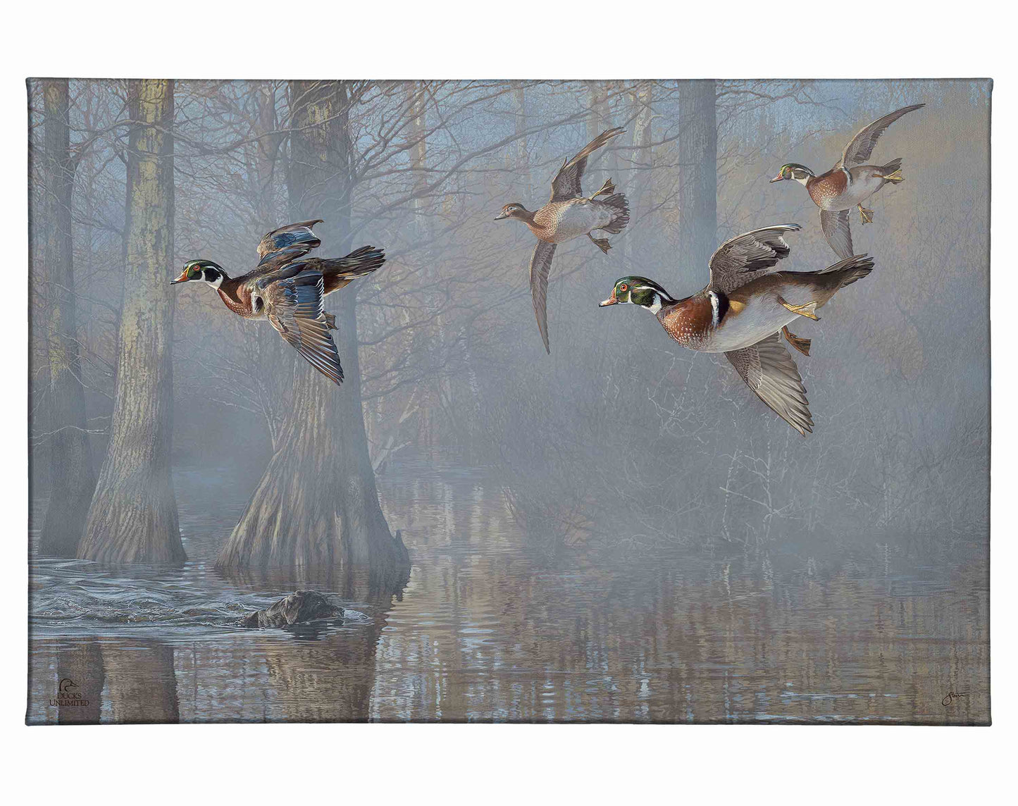 Out of the Mist - Wood Ducks Gallery Wrapped Canvas - Official Ducks Unlimited Art