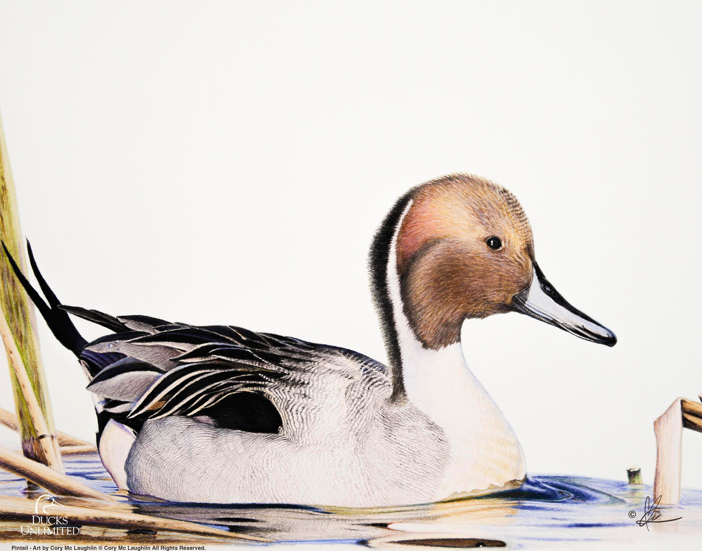 Pintail Art Prints - Official Ducks Unlimited Art