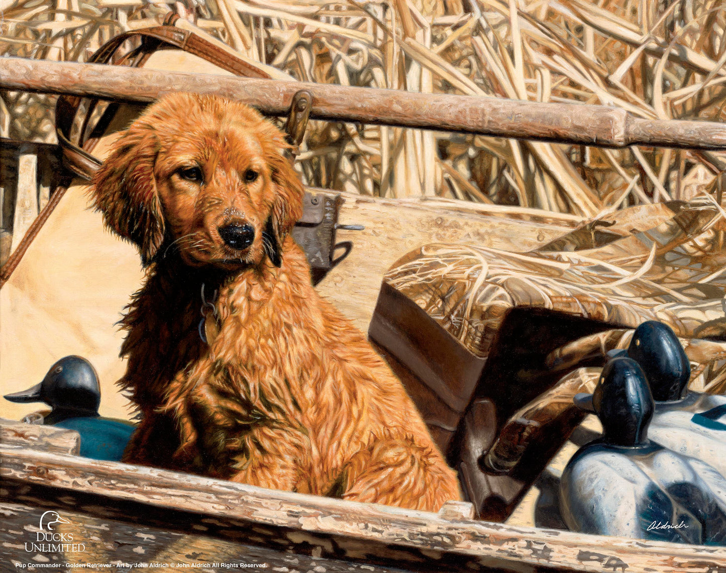 Pup Commander Golden Retriever Art Prints - Official Ducks Unlimited Art