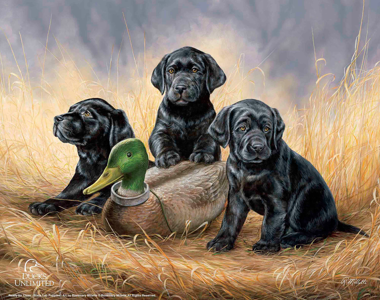 Ready for Class - Black Lab Puppies Art Prints - Official Ducks Unlimited Art