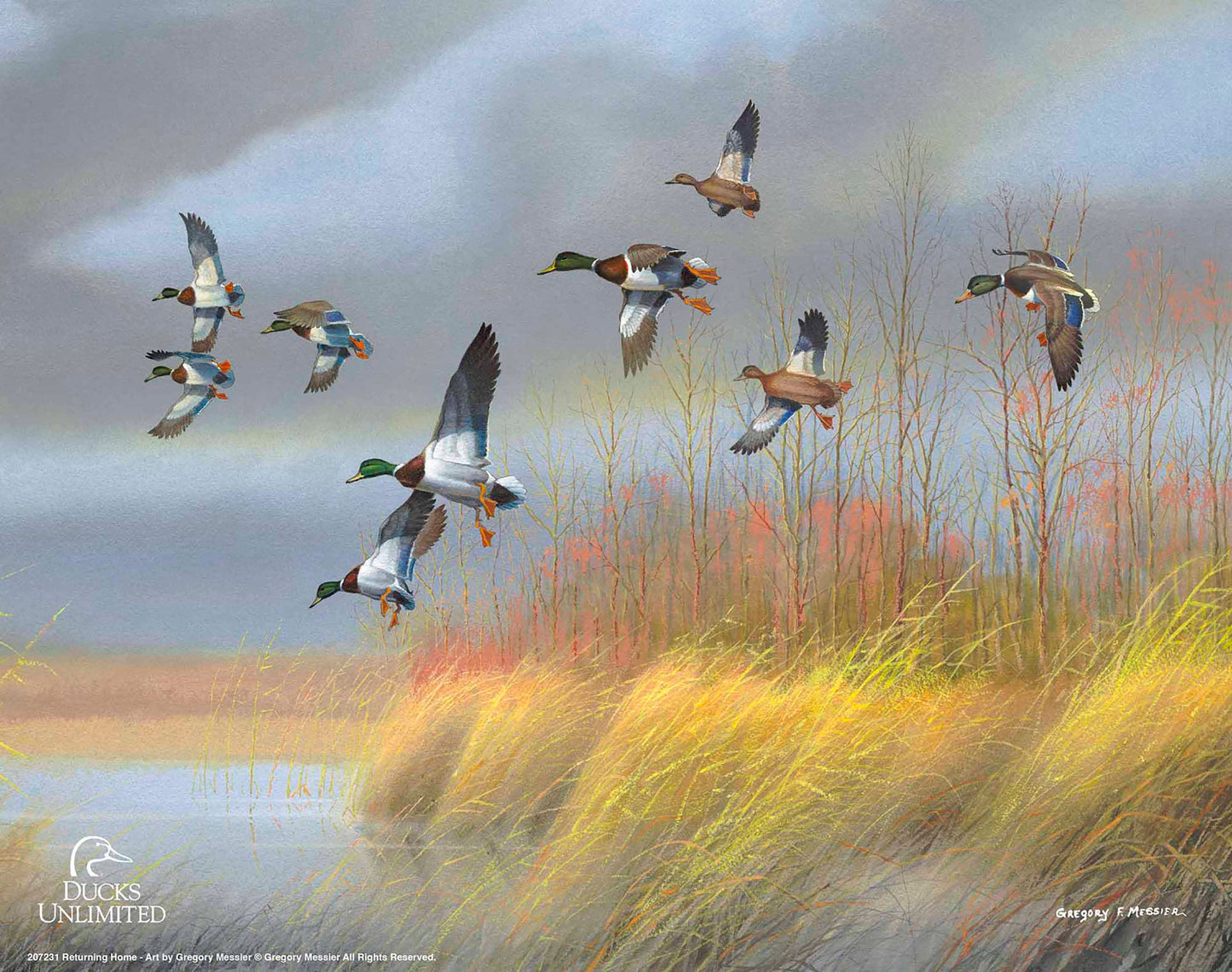 Returning Home Mallards Art Prints - Official Ducks Unlimited Art
