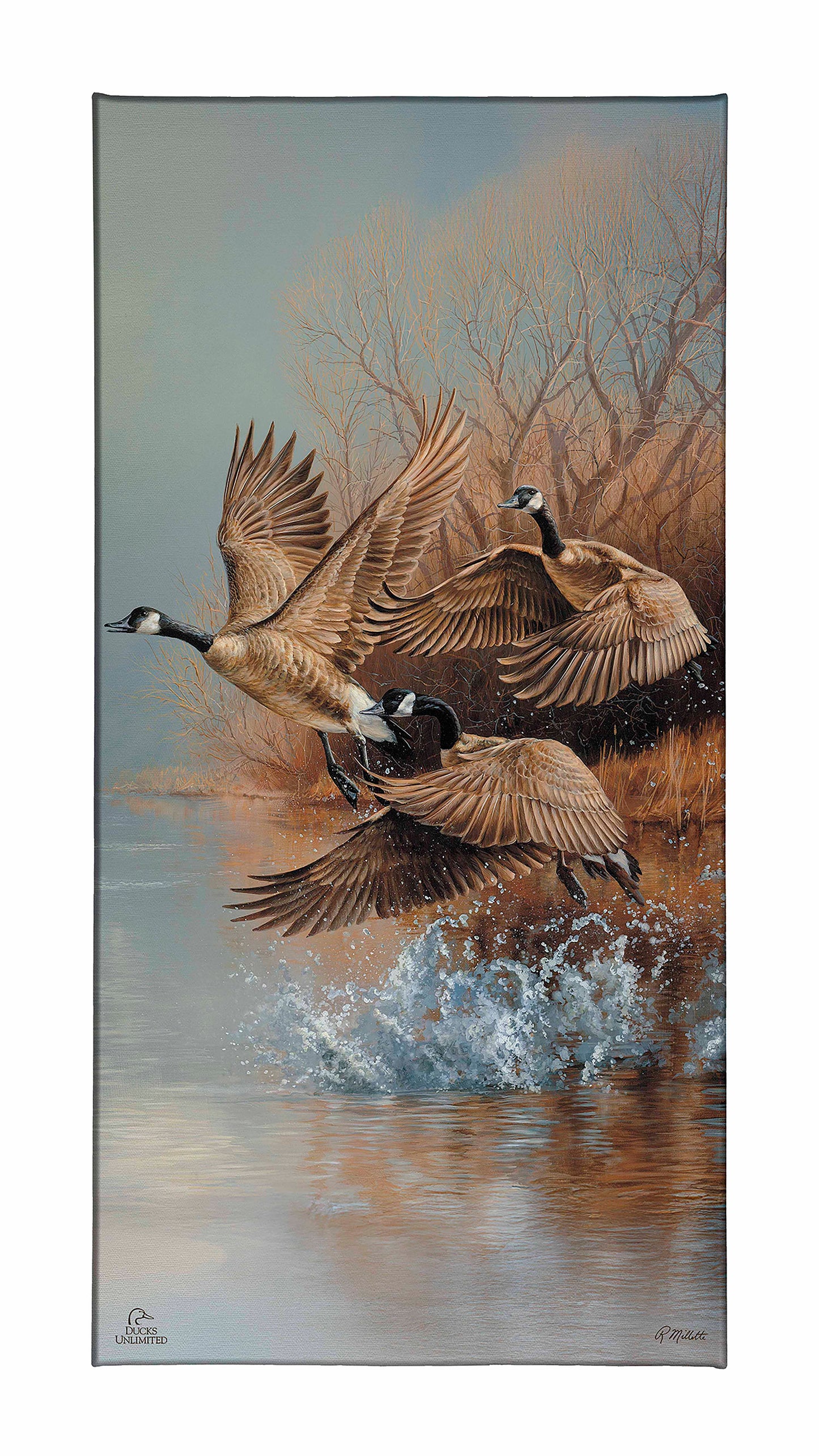 Taking Flight Canada Geese Gallery Wrapped Canvas - Official Ducks Unlimited Art