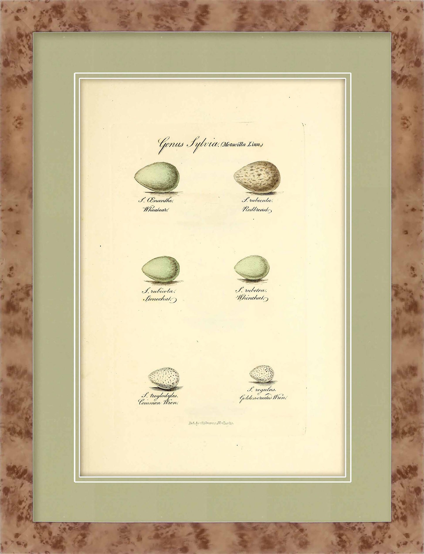 Martha Stewart Skylands | Avian Egg Study II | Framed Vintage Ornithology Illustration | New England Estate Wall Art