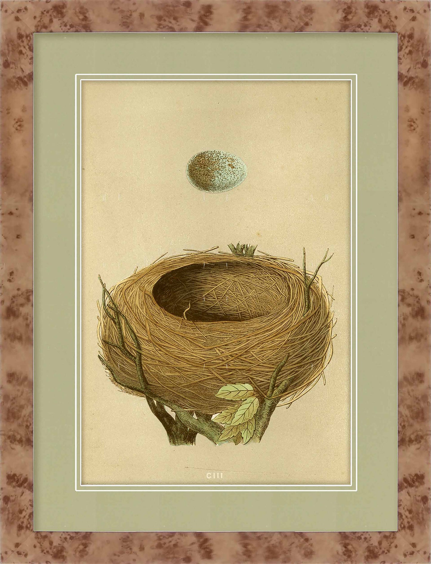Martha Stewart Skylands | Ornithology Study: Nest & Egg | Framed Vintage Bird Nest Illustration | New England Estate Wall Art