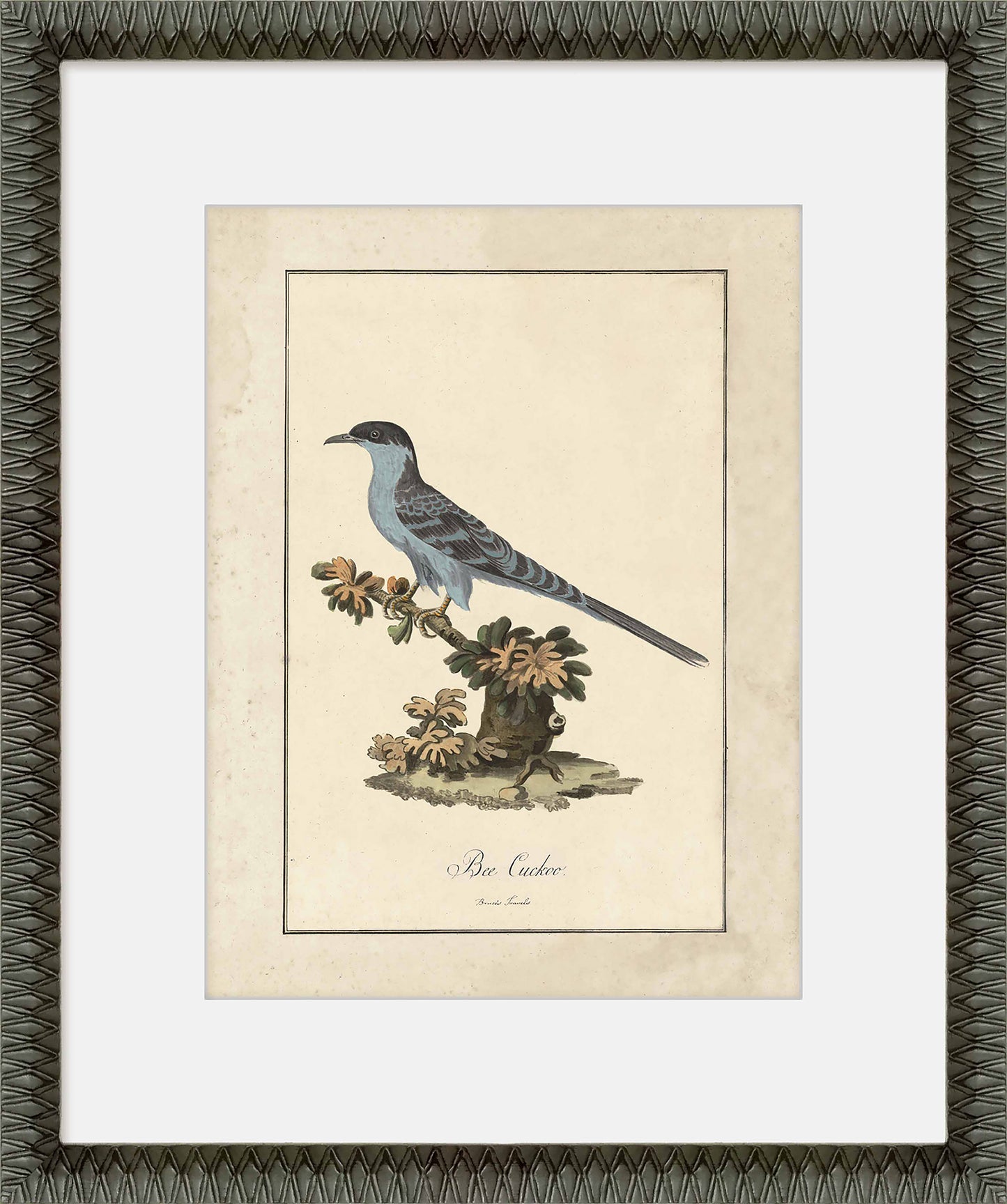 Martha Stewart Skylands | Ornithology Plate: Bluebird I | Framed Vintage Bird Illustration | Estate Natural History Art