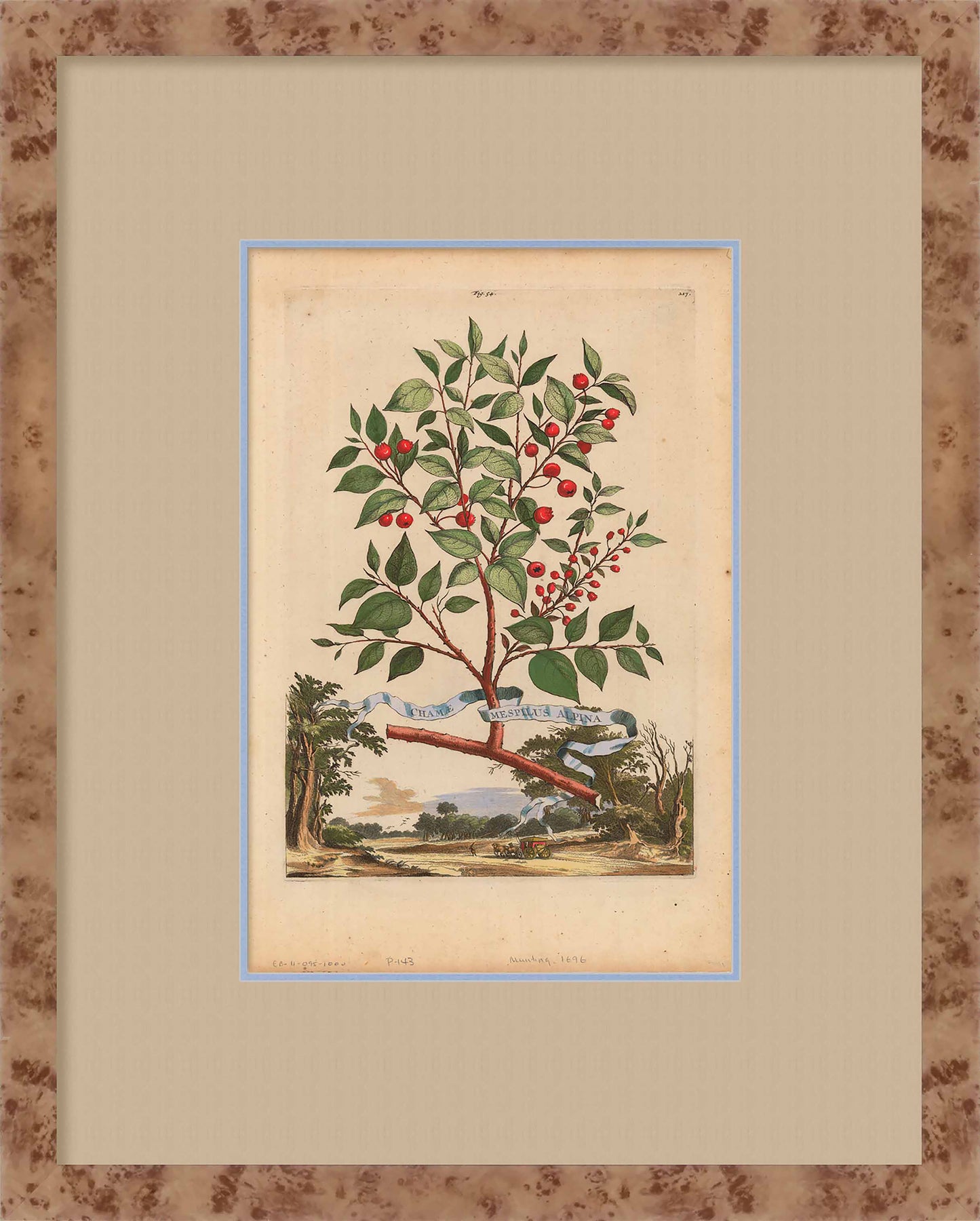 Martha Stewart Skylands | Estate Garden Study: Fruit Tree I | Framed Vintage Botanical Fruit Illustration | Historic Estate Wall Art