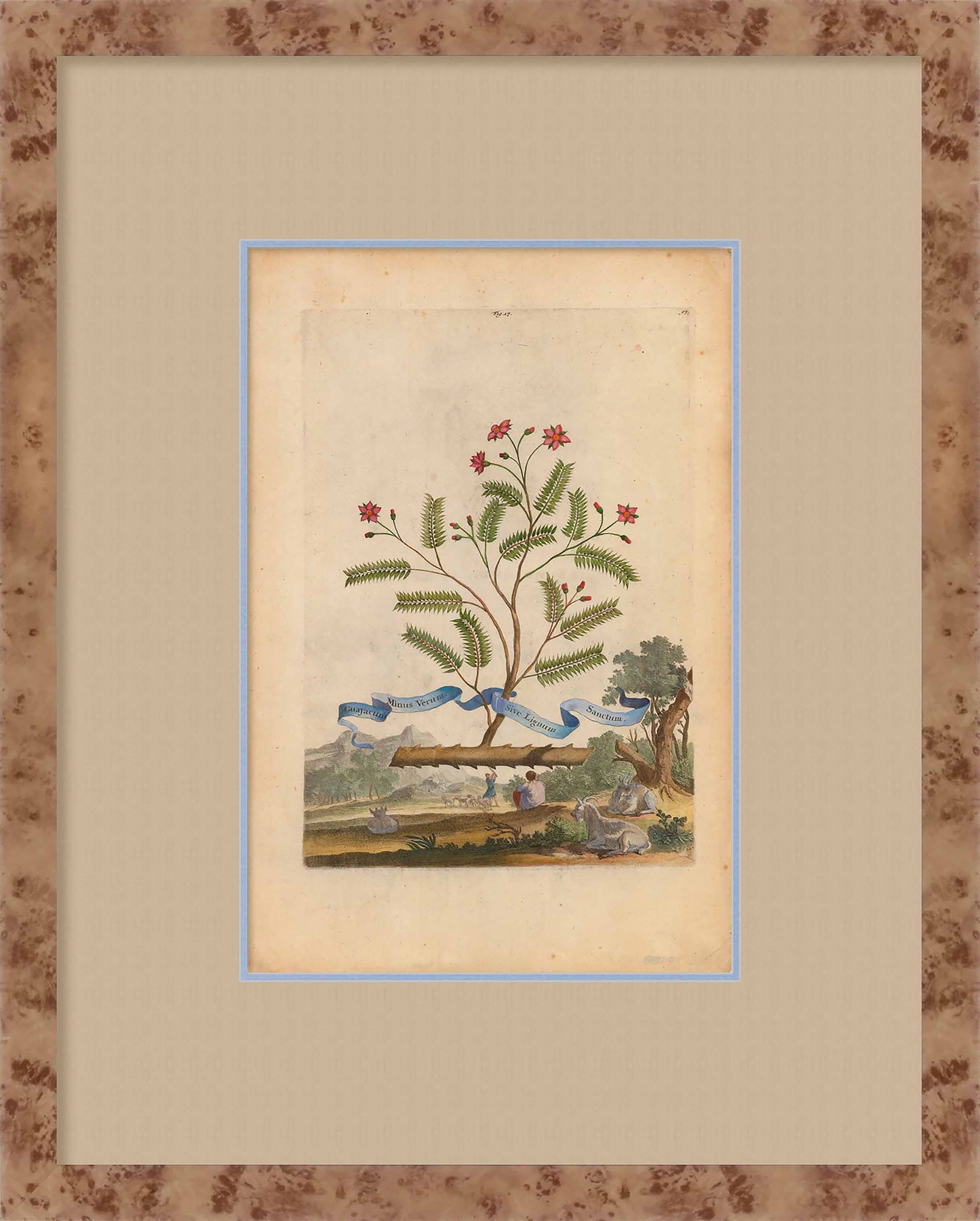 Martha Stewart Skylands | Estate Garden Study: Fruit Tree II | Framed Vintage Botanical Fruit Illustration | Historic Estate Wall Art