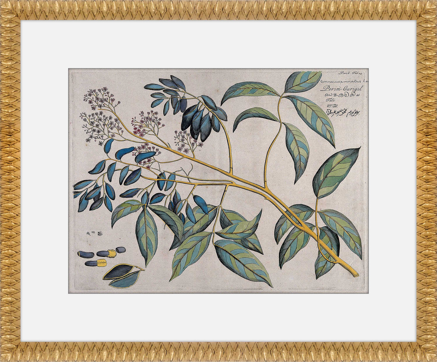 Martha Stewart Bedford | Orchard Botanical: Olive Branch | Framed Country Botanical Wall Art