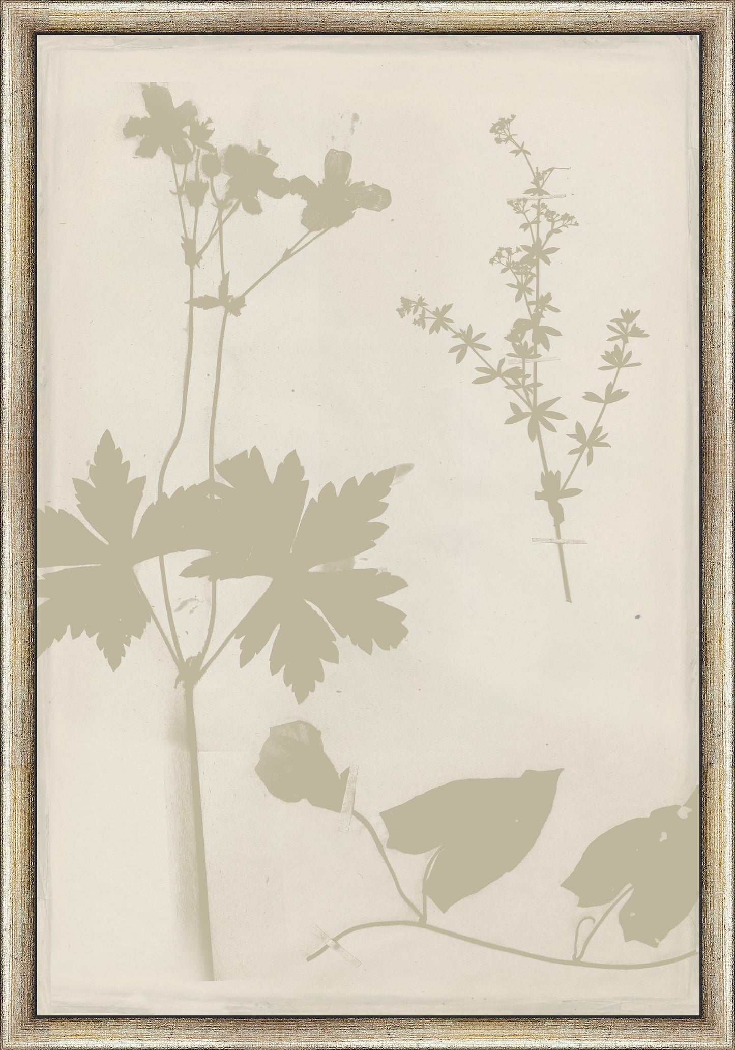 Martha Stewart Bedford | Shadow Botanical Study II | Framed Country Farmhouse Wall Art