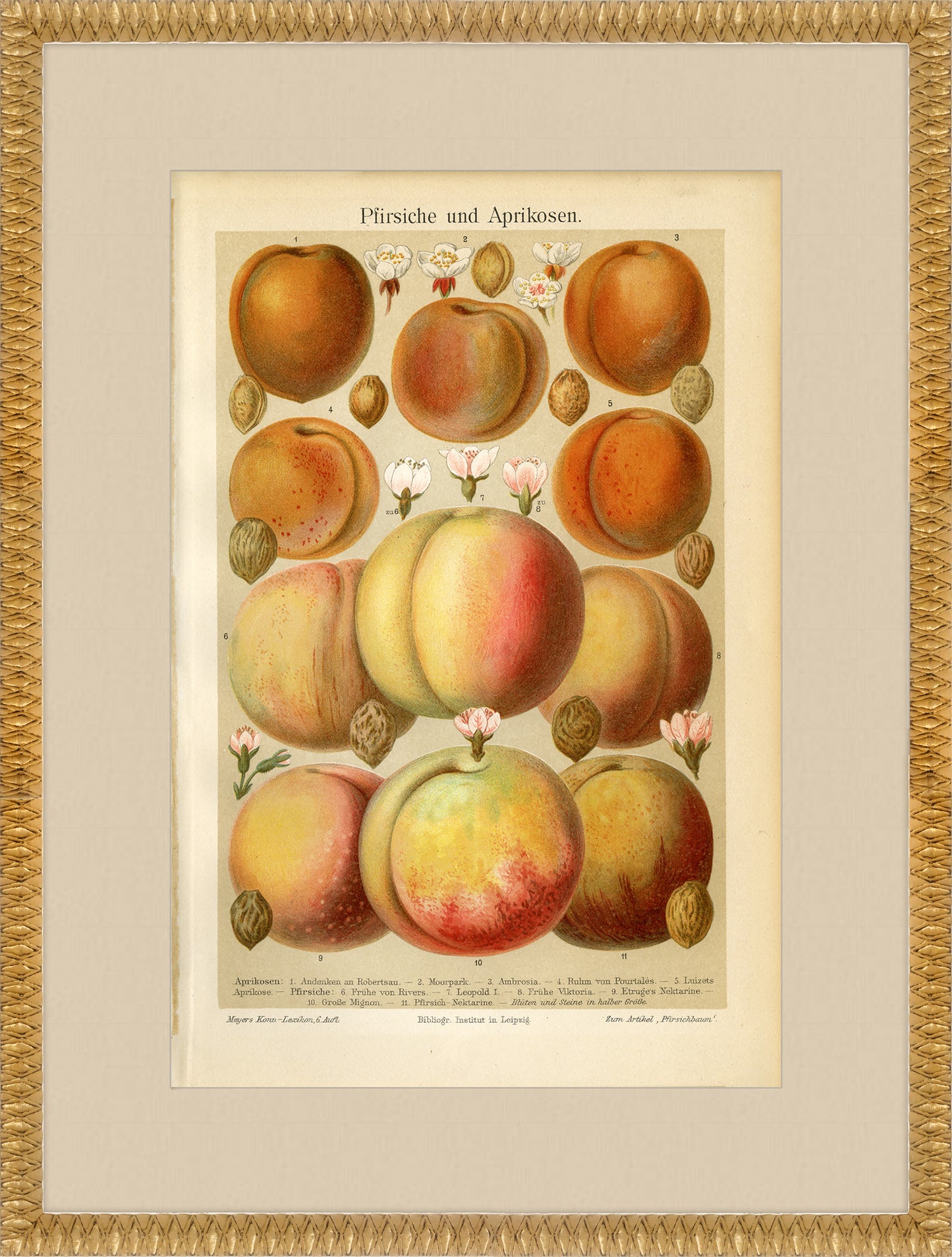 Martha Stewart Bedford | Orchard Study: Peaches | Framed Country Farmhouse Wall Art