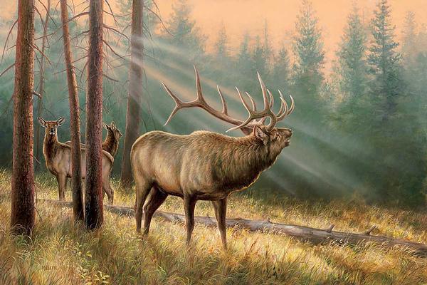 answering-the-call-elk-millette-1593022566.jpg