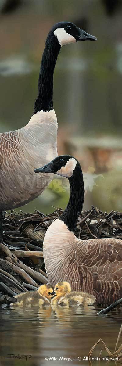 canada-geese-art-print-family-time-by-larry-beckstein-1047320003d_40ac3bc5-cdf3-404f-b108-de0f6d588095.jpg