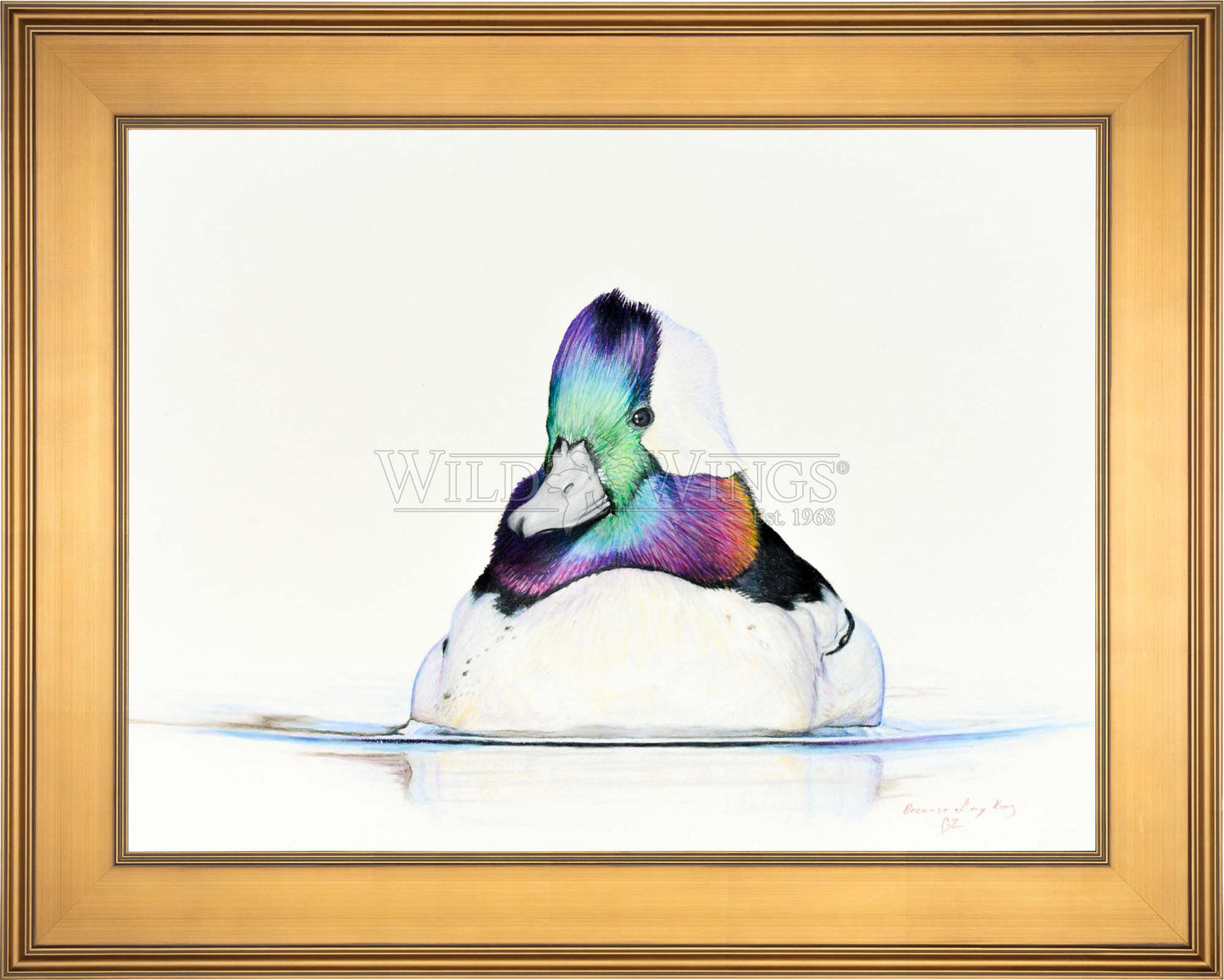 Framed bufflehead in waters