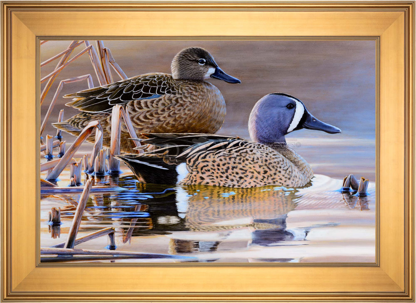 Framed duck in the river