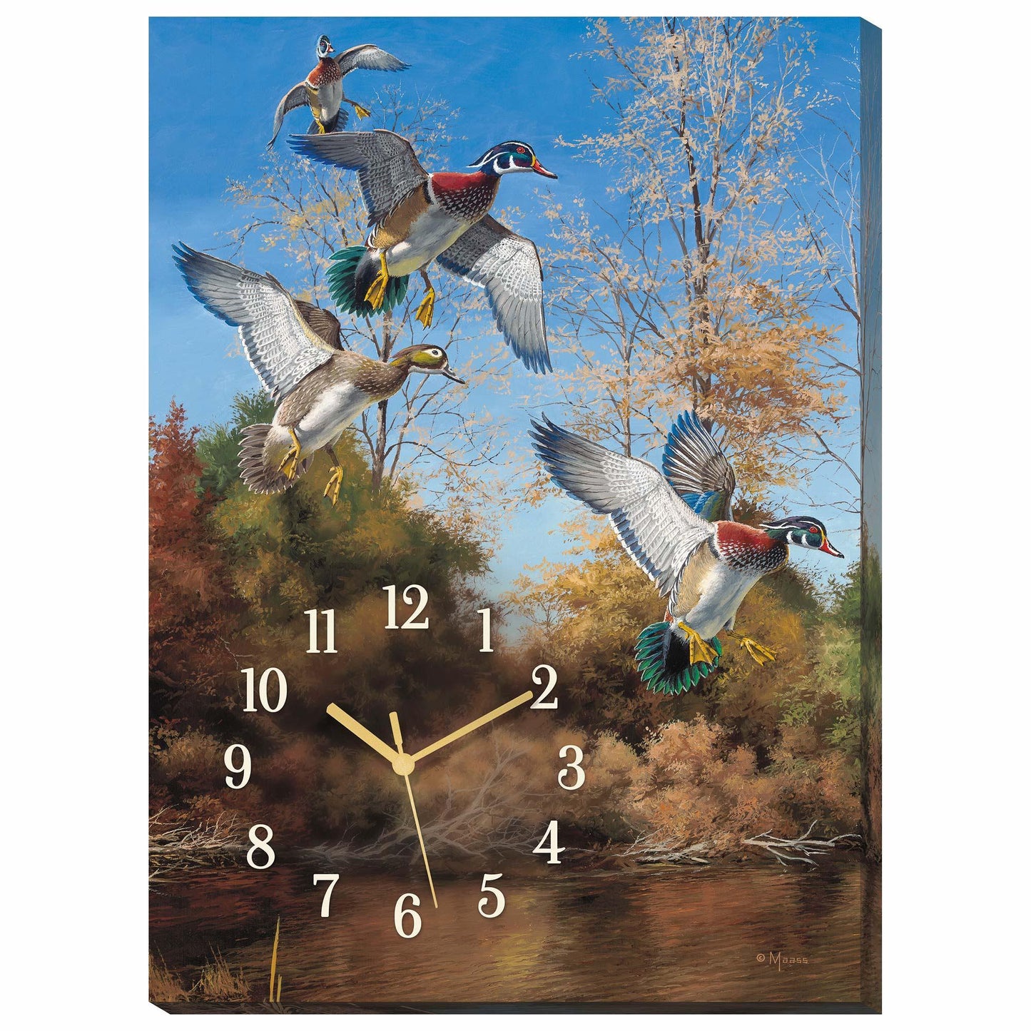 Dropping Fast—Wood Ducks