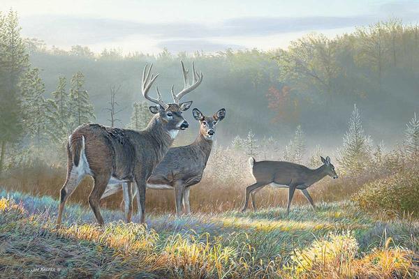 deer-dreaming-white-tail-deer-print-kasper-1423205565_999993a3-8b87-47b1-85b8-98c84bb8ac44.jpg