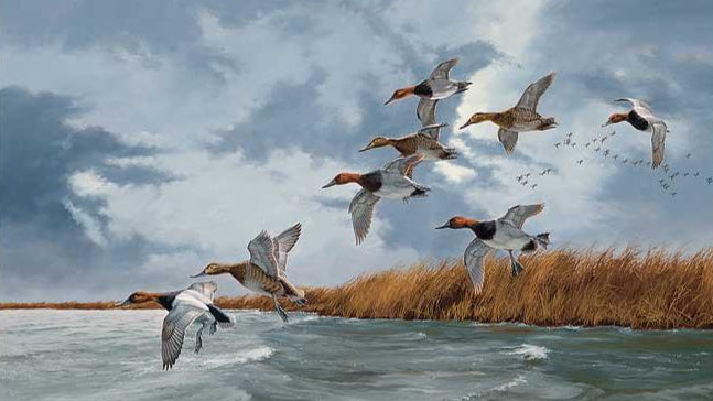 framed-ducks-art-print-silver-bullets-canvasbacks-by-david-maass-F540707007d.jpg