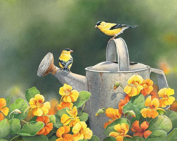 goldfinches-nasturtiumsbourdet-1085253029_57a1b95b-dae6-4df6-85a6-6ec98ea666d6.jpg