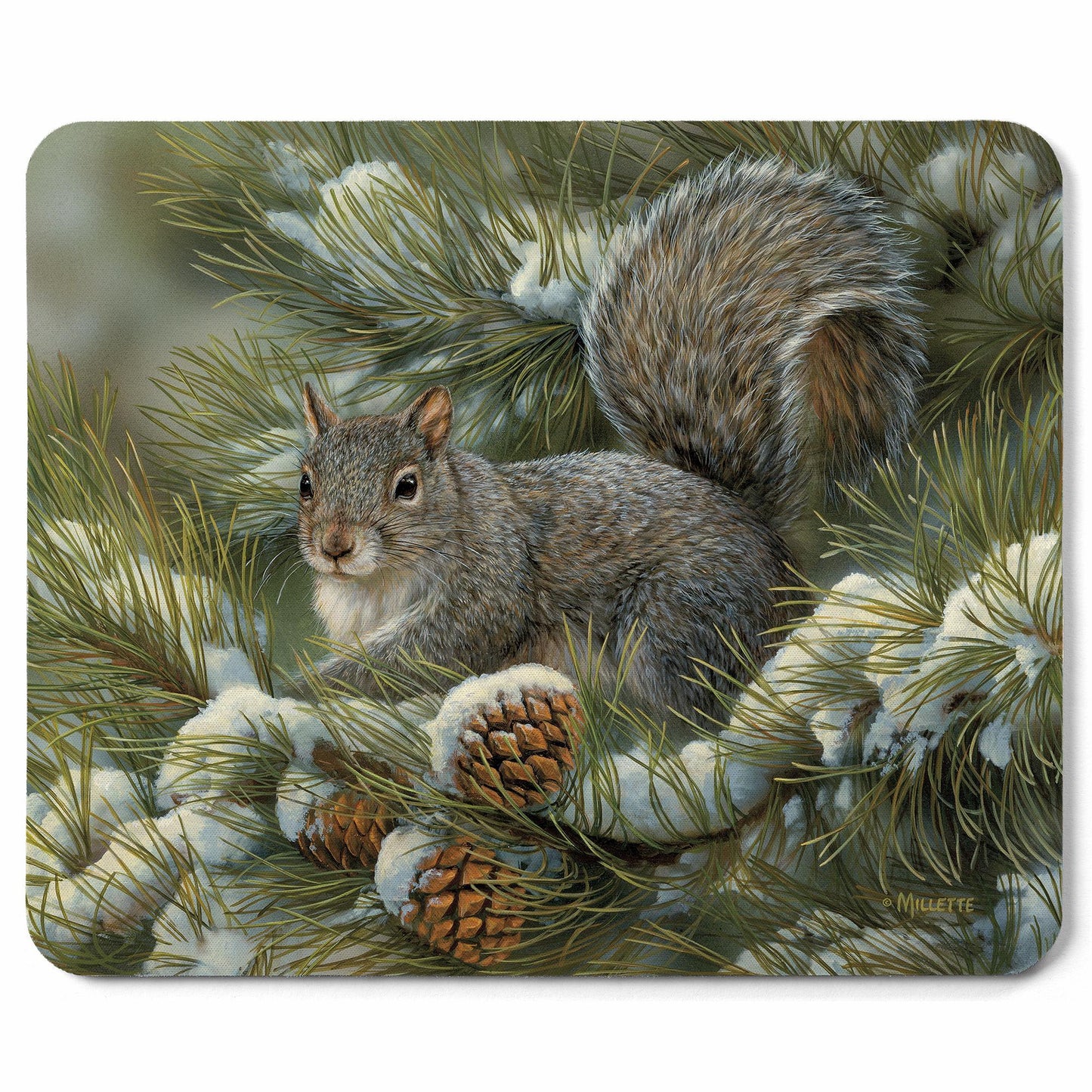 Gray Squirrel