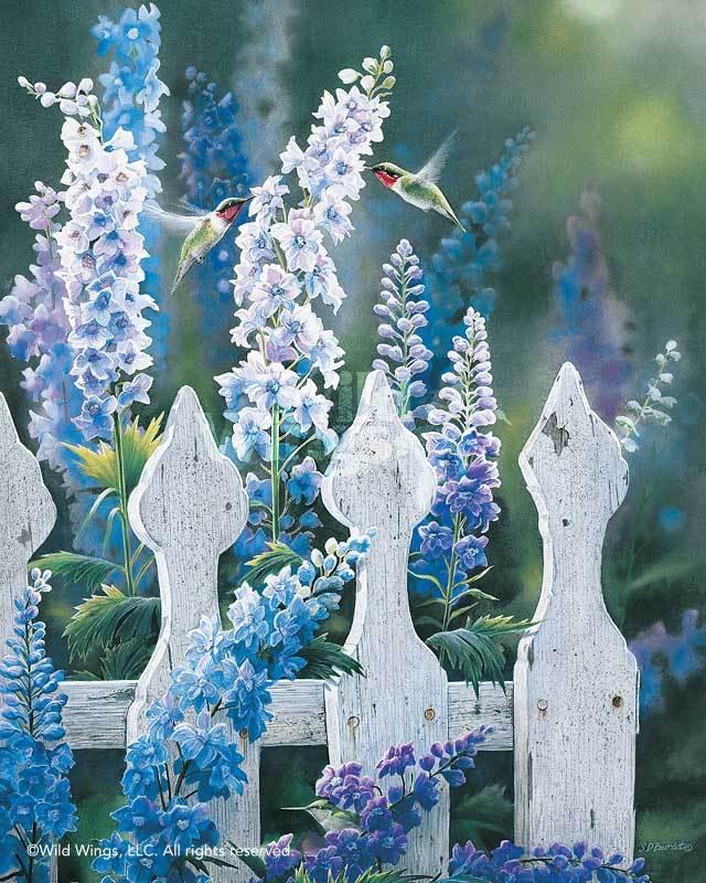 hummingbirds-art-print-picket-line-blues-by-susan-bourdet-1085660138d_4a676cf5-03dc-43b4-9951-3385a6cab46f.jpg