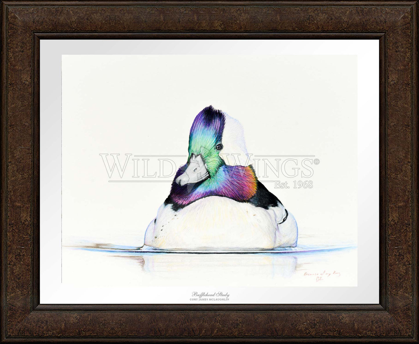 Framed image of a Bufflehead in waters